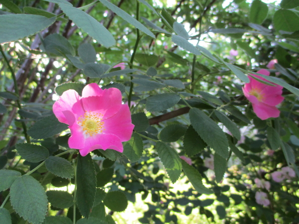 W ロサ ビロサ 濃いピンク色の一重 大 京成バラ園 18年春 のアルバム みんなの趣味の園芸 Id