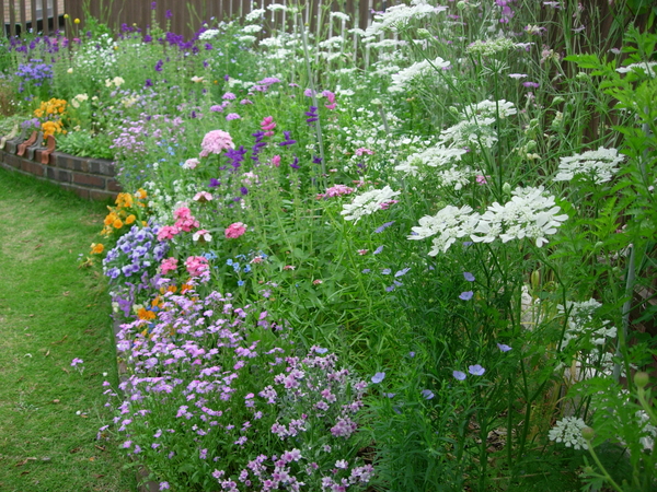 ５月１３日 オルレア リナム ブルード ２０１８年 ５月 のアルバム みんなの趣味の園芸