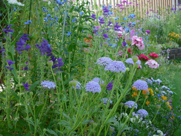 ブルーレースフラワーの写真 みんなの趣味の園芸 Id 6234