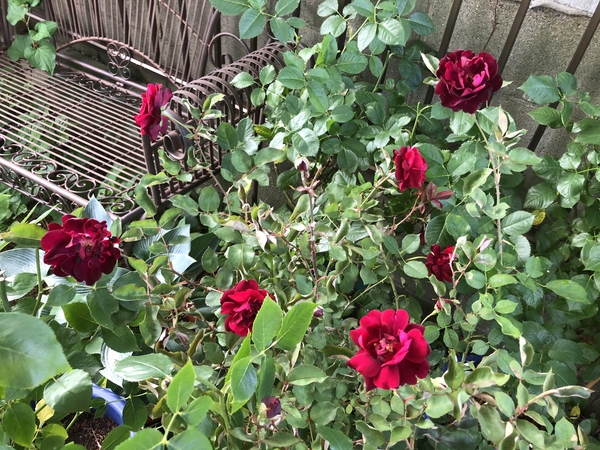ルイ14世さまさまさま 鉢薔薇の写真 ２ のアルバム みんなの趣味の園芸 Id