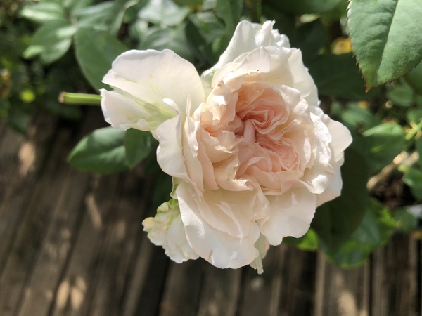 クロッシェちゃん 鉢薔薇の写真 ２ のアルバム みんなの趣味の園芸 Id 64