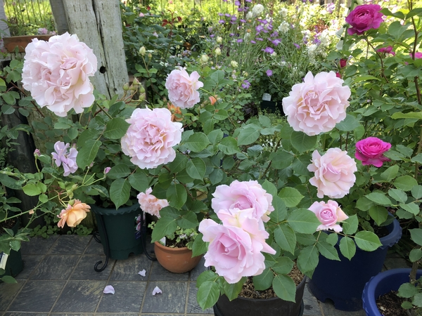 うちのラ マリエちゃん 8号鉢で育てて 鉢薔薇の写真 ２ のアルバム みんなの趣味の園芸