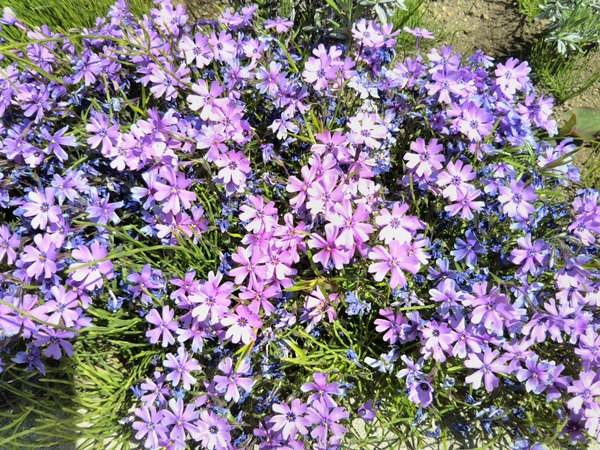 シバザクラ 芝桜 の写真 みんなの趣味の園芸
