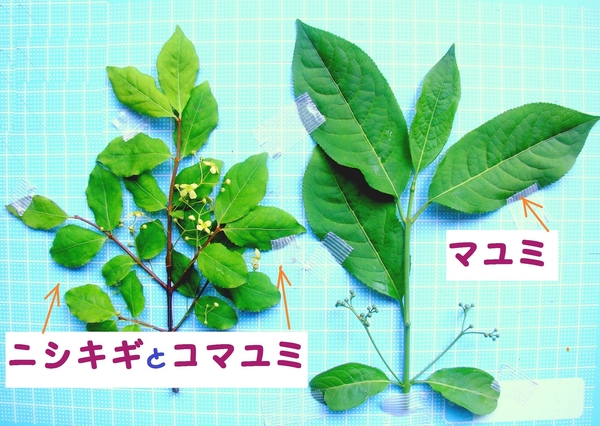 ニシキギ コマユミ と マユミの 葉の コマユミは誰の子 マユミの子 のアルバム みんなの趣味の園芸 Id