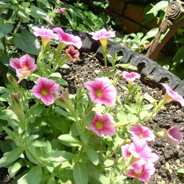 母の花壇 今年はペチュニアギュギュピ 庭以外のお花 のアルバム みんなの趣味の園芸