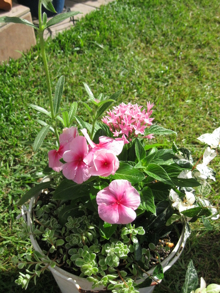 センニチコウ ペンタス ニチニチソウ ２０１８ 夏の花 のアルバム みんなの趣味の園芸