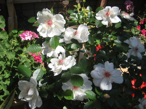 ジャクリーヌ デュ プレ 薔薇とクレマチス ２０１８ のアルバム みんなの趣味の園芸 Id