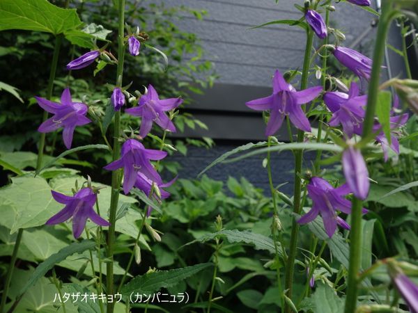 カンパニュラ ハタザオキキョウ Natural Garden 四季を楽しむ花壇 のアルバム みんなの趣味の園芸 Id