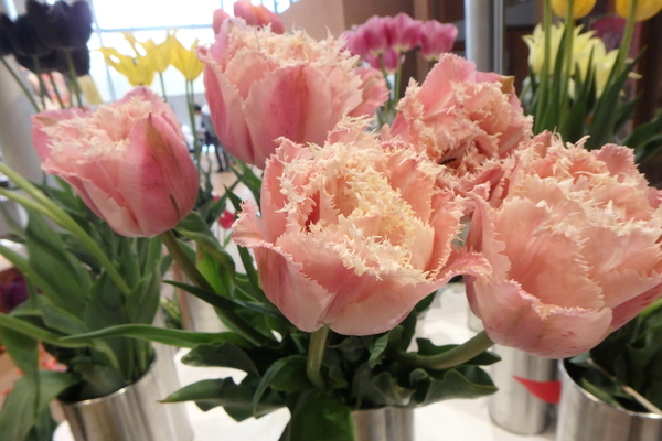 ピンクマジック 切り花展示です 八重 砺波チューリップフェア のアルバム みんなの趣味の園芸