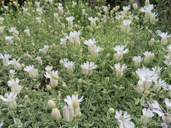 グランドカバーのシレネ ユニフローラ 18 5月の庭花 のアルバム みんなの趣味の園芸 Id