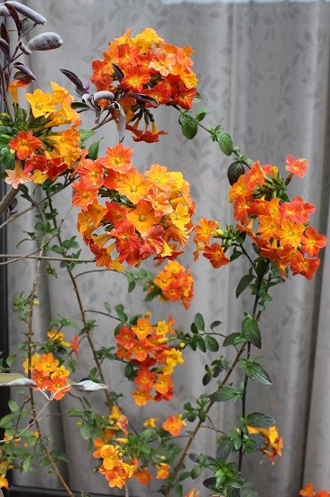 オレンジマーマレードの木 今年も咲き オレンジ色の花 赤い花 のアルバム みんなの趣味の園芸