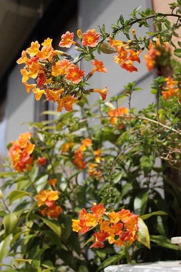 オレンジマーマレードの木 今年も咲い オレンジ色の花 赤い花 のアルバム みんなの趣味の園芸 Id