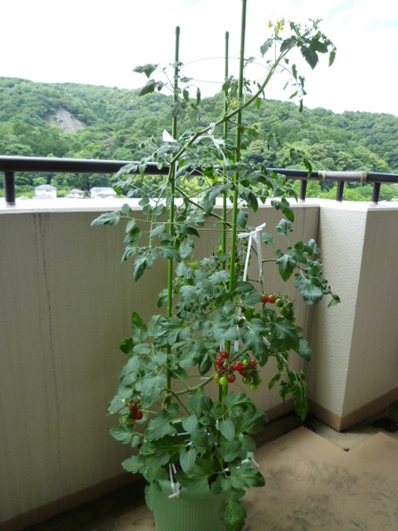 現在のミニトマトのプランター写真です 初めて ミニトマト栽培 ベランダ のアルバム みんなの趣味の園芸 Id