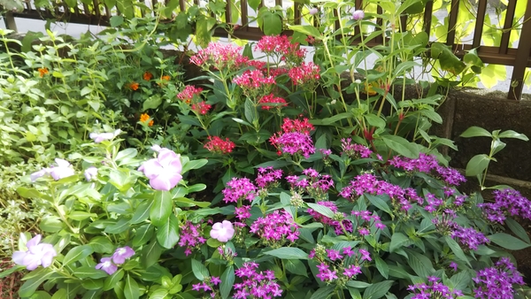 夏の終わりの花壇 ペンタス ニチニチソ 庭の花18 のアルバム みんなの趣味の園芸 Id
