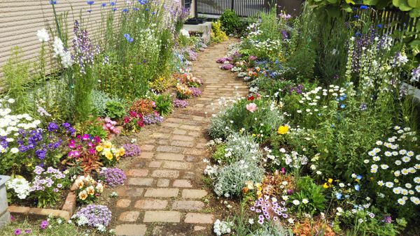 レンガの小道を自作して 3年目の春です 小道花壇の風景 のアルバム みんなの趣味の園芸 Id