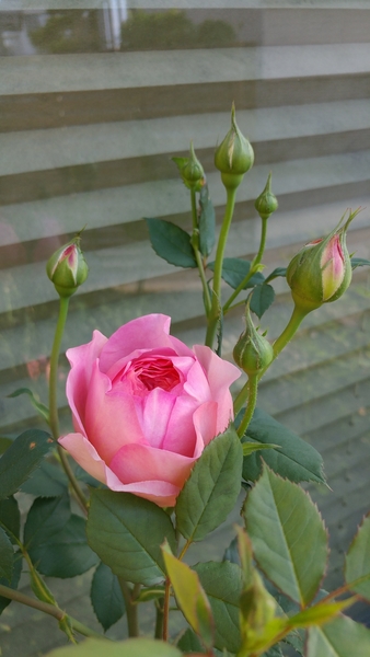 ボスコベル 庭のバラ のアルバム みんなの趣味の園芸 Id