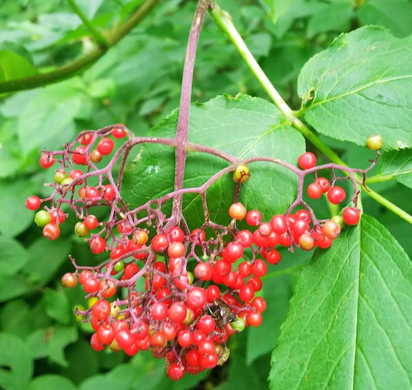 赤い実が熟してます てんこin函館山 2018早春から初夏 初秋 のアルバム みんなの趣味の園芸 Id 671703