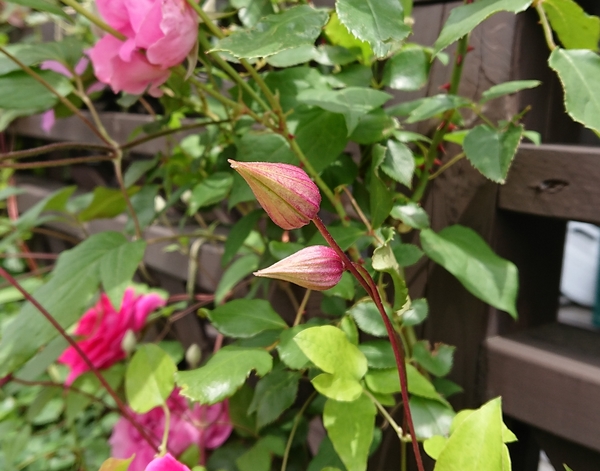 花色もきれいですが 蕾のグラデーショ クレマチス プリンセスケイト のアルバム みんなの趣味の園芸