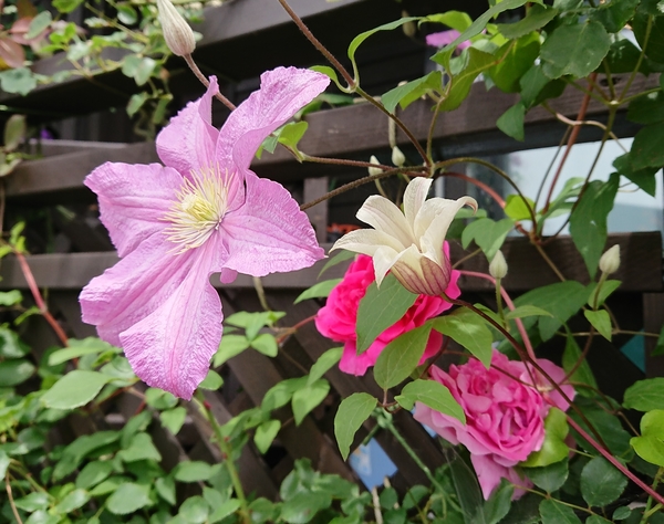 花径の大きなクレマチスやバラに囲まれ クレマチス プリンセスケイト のアルバム みんなの趣味の園芸 Id