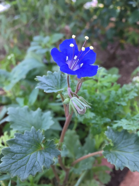 18 6 8 青い花 綺麗です 名前はひ ひかるりさんから来たドイツの花種の花テープは咲くのか のアルバム みんなの趣味の園芸 Id
