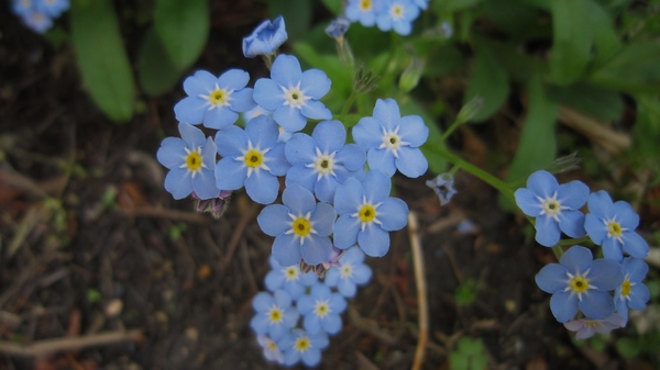 小さいけれど青い花の中心に黄色いリン 春の花 のアルバム みんなの趣味の園芸 Id
