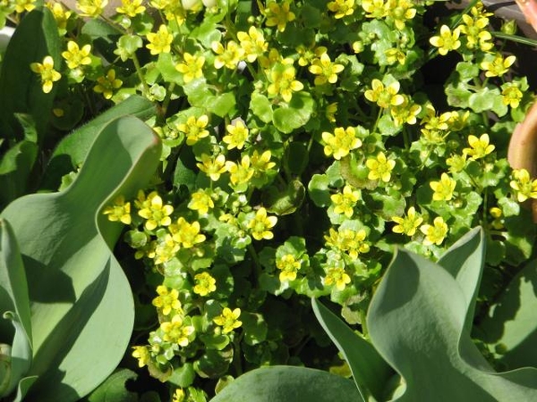 庭で雑草化している小さな黄色い花 亡 春の花 のアルバム みんなの趣味の園芸 Id