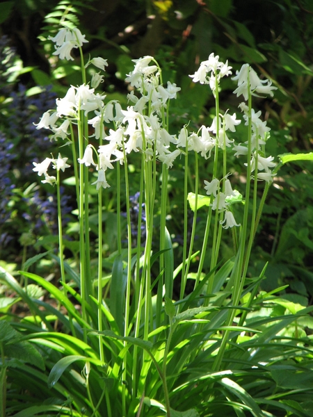 シラー カンパニュラータの白です 種 春の花 のアルバム みんなの趣味の園芸 Id 1649