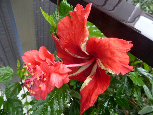 ハイビスカス レッドフラミンゴ 白のラ ６月の花 のアルバム みんなの趣味の園芸 Id