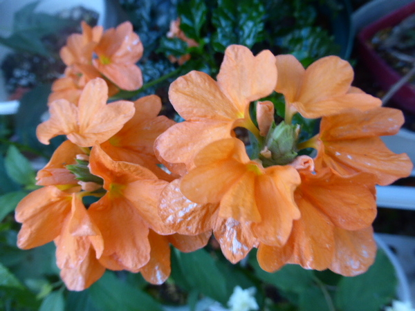 クレサンドラ オレンジが鮮やかです ６月の花 のアルバム みんなの趣味の園芸