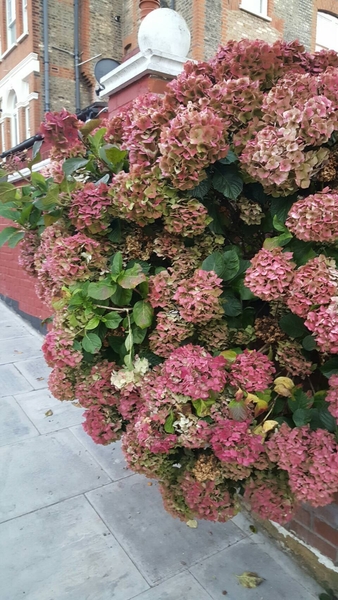 翌年孫の世話に ロンドンへ最初見た紫 紫陽花パリジェンヌ 赤 のアルバム みんなの趣味の園芸