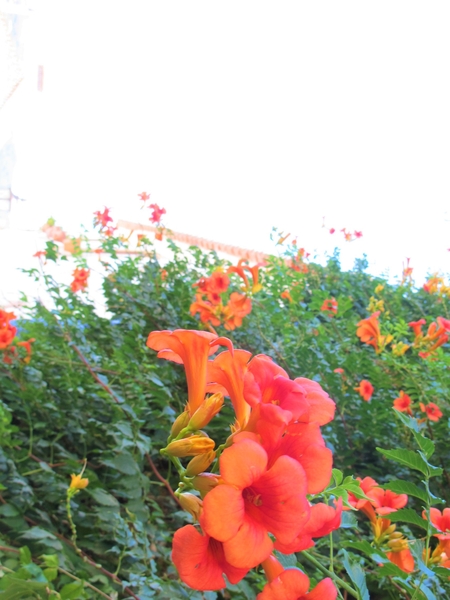 路地に咲く オレンジ色の花 ノウゼンカ ポルトガルの花８月ツアーにて のアルバム みんなの趣味の園芸