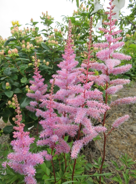 18 6 5 ピンクのアスチルベ 花がふ ２０１８ 夏の花たち のアルバム みんなの趣味の園芸 Id
