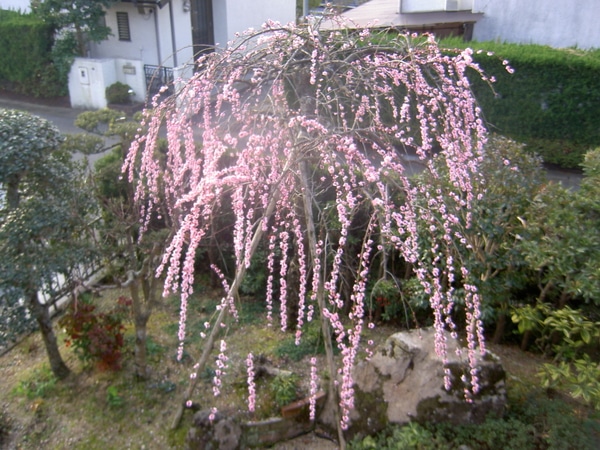 庭のしだれ梅 我が家の庭の菜園とお花 のアルバム みんなの趣味の園芸