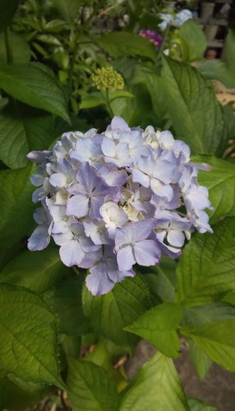 レオン 6月11日 我が家の紫陽花 のアルバム みんなの趣味の園芸 Id