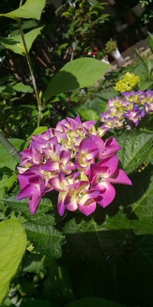 これも西洋アジサイ 品種名はわかりま 我が家の紫陽花 のアルバム みんなの趣味の園芸 Id
