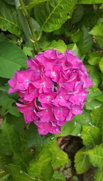 名前不詳の赤紫のアジサイ 色濃くなっ 我が家の紫陽花 のアルバム みんなの趣味の園芸