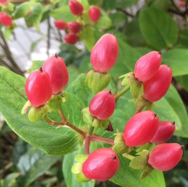 赤い実 ヒペリカムの黄色い花が皆んな てんこの花づくり 藤沢の庭 18夏 のアルバム みんなの趣味の園芸 Id