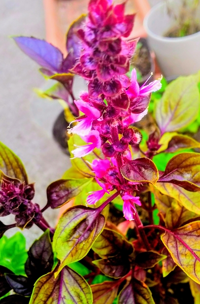 紫のバジルの花が咲いています ダーク てんこベランダー In函館 18夏7月12日より のアルバム みんなの趣味の園芸 Id