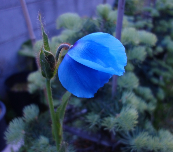 18 5 27 夕方になると花弁を閉じて眠 ヒマラヤの青いケシ メコノプシス グランディス のアルバム みんなの趣味の園芸 Id