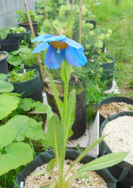 18 5 25 開花2日目の様子です 初花の ヒマラヤの青いケシ メコノプシス グランディス のアルバム みんなの趣味の園芸 Id