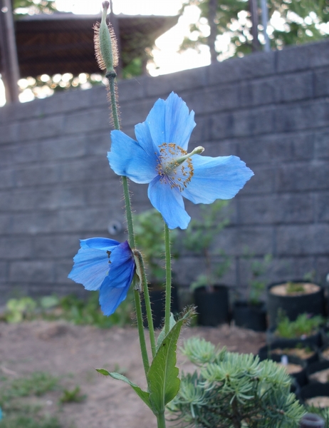 18 6 5 2番花に続けて3番花が開きまし ヒマラヤの青いケシ メコノプシス グランディス のアルバム みんなの趣味の園芸 Id