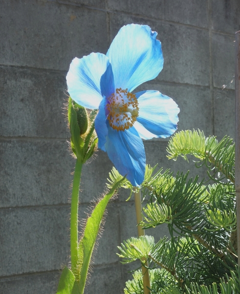ヒマラヤの青いケシ メコノプシス グランディス の写真 Blue Poppyさんのアルバム みんなの趣味の園芸 Id