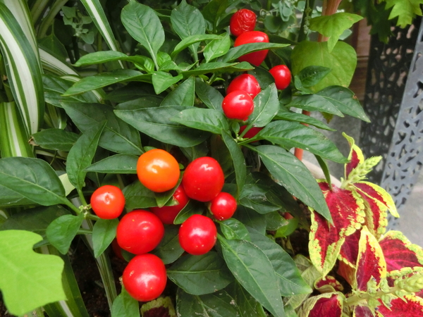赤い実のとうがらしは寄せ植えで目立つ 18 夏 7月 のアルバム みんなの趣味の園芸 Id