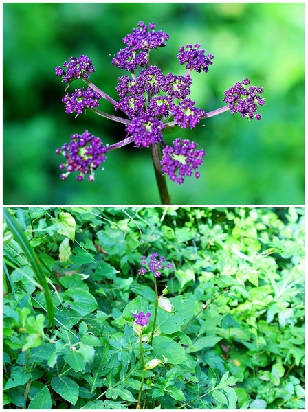 同じくセリ科 ノダケ 小さな紫の花が Shonanさんの山歩き 3 18 7月 のアルバム みんなの趣味の園芸 Id 6956