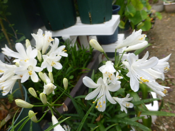 アガパンサスの白花で矮性 ７月の花 のアルバム みんなの趣味の園芸 Id