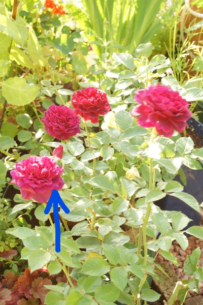自宅で開花中のバラ ライラ を撮影し 私の写真の撮り方 のアルバム みんなの趣味の園芸
