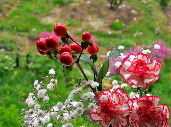 切り花を頂きました ヒペリカム赤 最北端の花畑 ４ のアルバム みんなの趣味の園芸 Id
