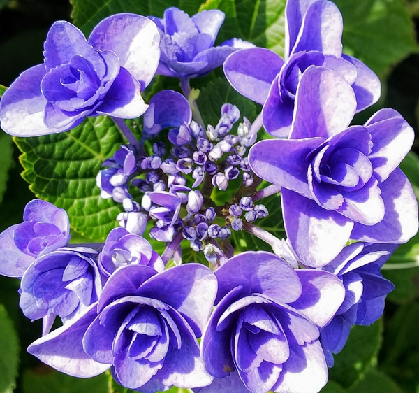 紫陽花 装飾 花 八重です てんこの花ごよみin函館散歩18 夏から秋の 花 のアルバム みんなの趣味の園芸 Id