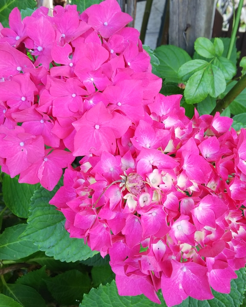 濃いピンクの紫陽花 てんこの花ごよみin函館散歩18 夏から秋の 花 のアルバム みんなの趣味の園芸 Id