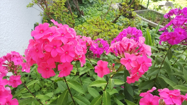フロックス可愛い 濃いピンクの花 てんこの花ごよみin函館散歩18 夏から秋の 花 のアルバム みんなの趣味の園芸 6734